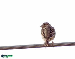 Emberiza calandra