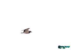 Vanellus vanellus