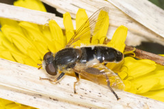 Anasimyia bilinearis