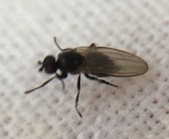 Diptera