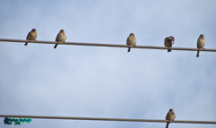 Passer domesticus