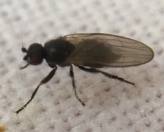 Diptera