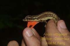 Anolis vittigerus