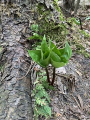 Trillium erectum