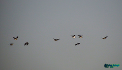 Vanellus vanellus