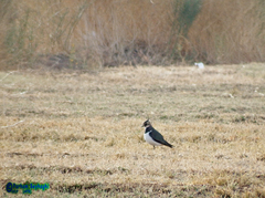 Vanellus vanellus