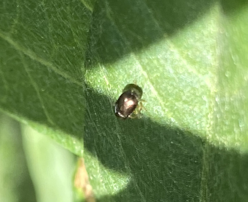 iNaturalist observation photo of Beetles