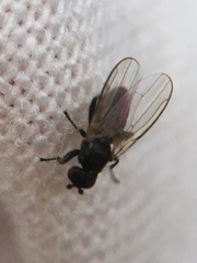 Diptera