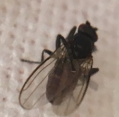 Diptera