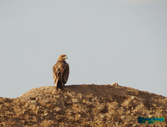 Aquila heliaca