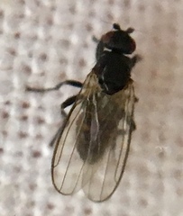 Diptera