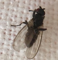 Diptera