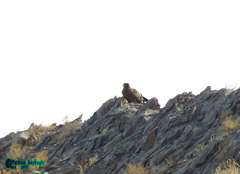 Aquila nipalensis