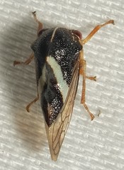 Smilia fasciata