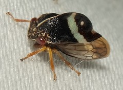 Smilia fasciata