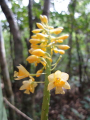 Calanthe formosana