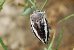 Cyphosoma tataricum