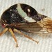 Smilia fasciata - Photo (c) Rose A. Payne, some rights reserved (CC BY-NC), uploaded by Rose A. Payne