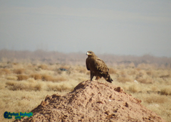 Aquila nipalensis