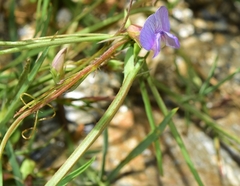 Lathyrus angulatus