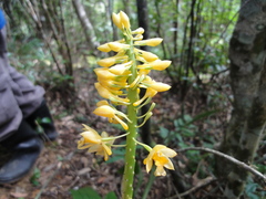 Calanthe formosana