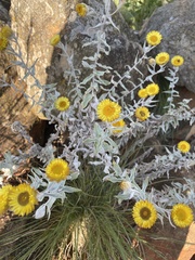 Helichrysum mutabile