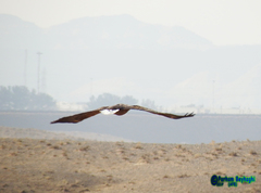 Haliaeetus albicilla