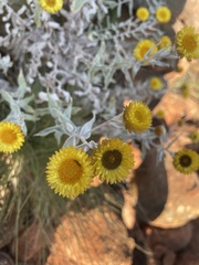 Helichrysum mutabile