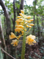 Calanthe formosana