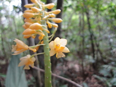 Calanthe formosana