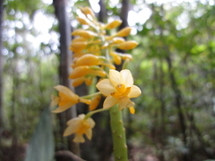 Calanthe formosana
