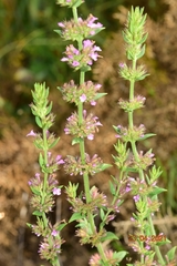 Micromeria graeca