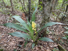Calanthe formosana