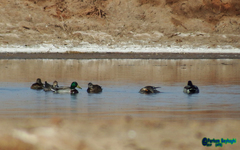 Anas platyrhynchos