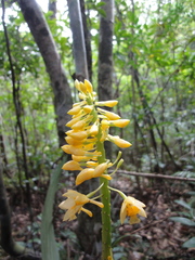 Calanthe formosana