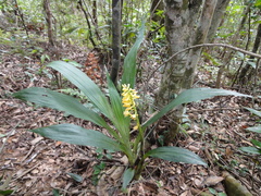 Calanthe formosana