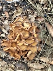 Desarmillaria caespitosa image