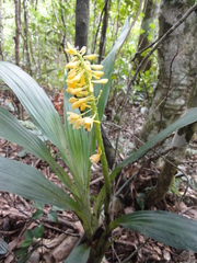 Calanthe formosana