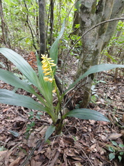Calanthe formosana