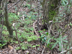 Deinagkistrodon acutus