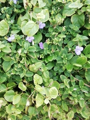 Barleria obtusa