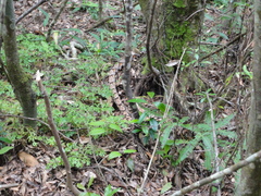 Deinagkistrodon acutus