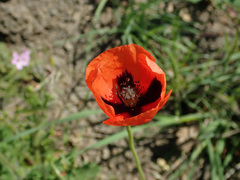 Papaver dubium stevenianum