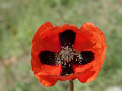 Papaver dubium stevenianum