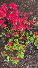 Rhododendron indicum