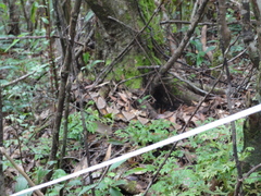 Deinagkistrodon acutus