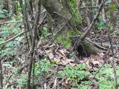 Deinagkistrodon acutus