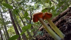 Hygrocybe