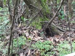 Deinagkistrodon acutus