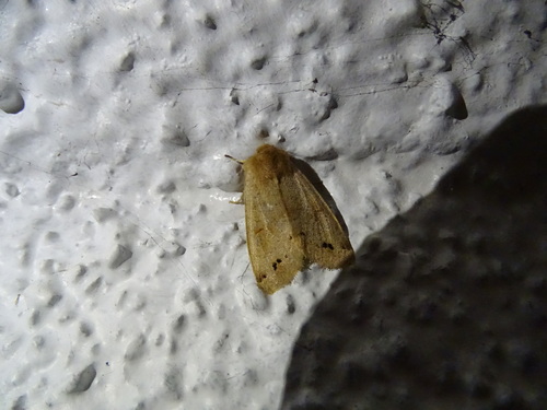 Twin-spotted Quaker, Assen, Nederland, photo 4 of 10